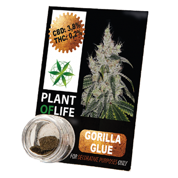 gorilla glue, chanvre compressé, 3.8% de CBD, CBD, plant of life